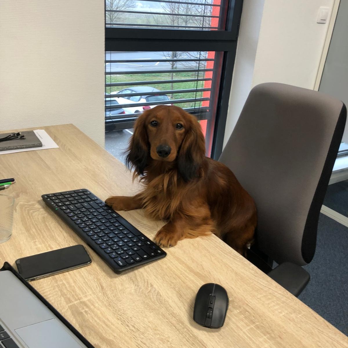 🐶 𝐔𝐧 𝐧𝐨𝐮𝐯𝐞𝐚𝐮 𝐦𝐞𝐦𝐛𝐫𝐞 𝐜𝐡𝐞𝐳 𝐎𝐱𝐲𝐠è𝐧𝐞 𝐂𝐨𝐰𝐨𝐫𝐤𝐢𝐧𝐠 ? 🐶